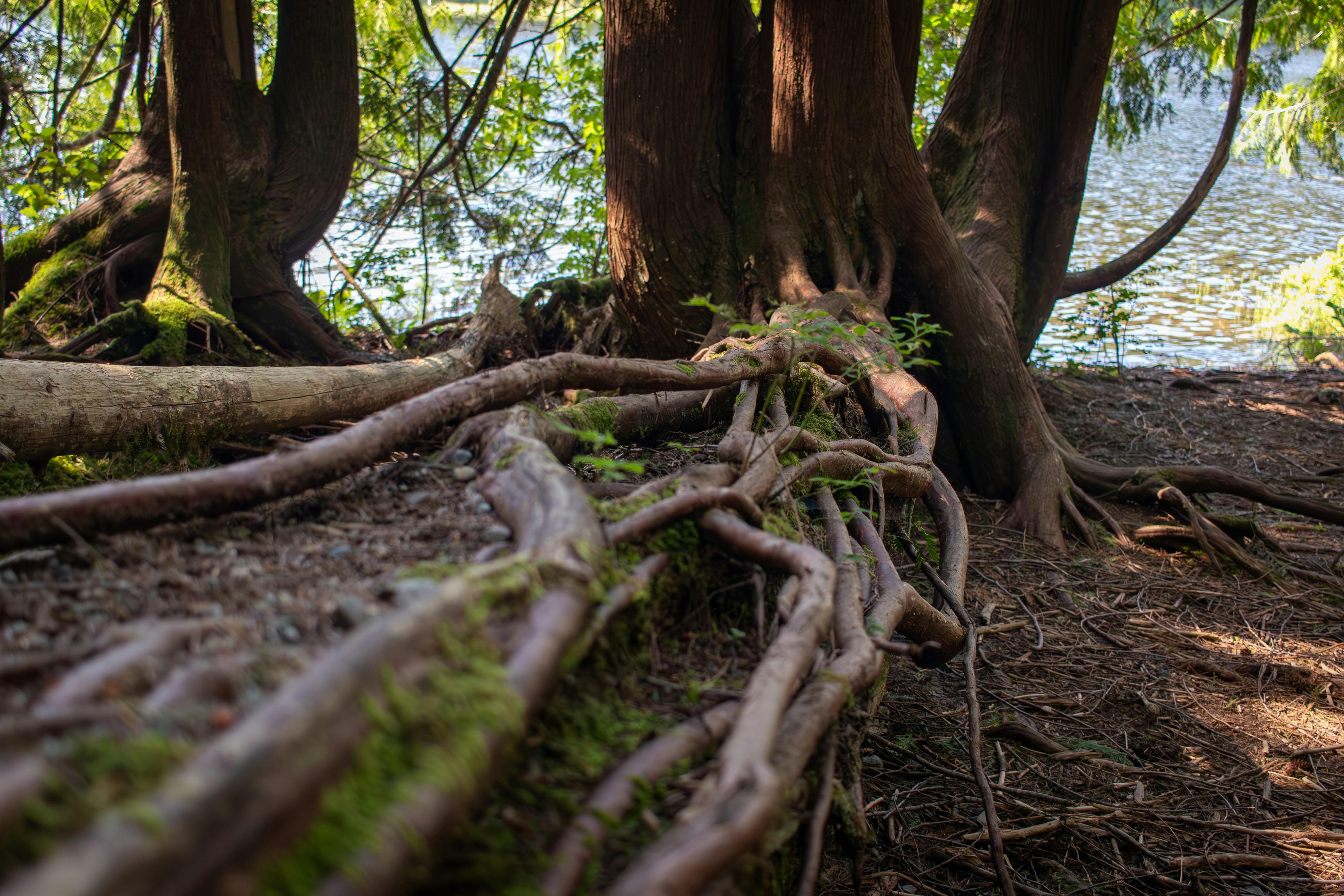 Mission forest