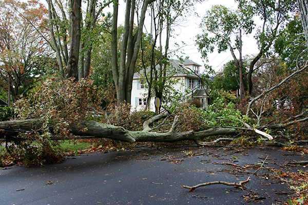 Storm damage clean-up